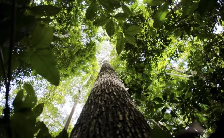 Ribercon - Florestas públicas: certificação de crédito poderá ser internacional